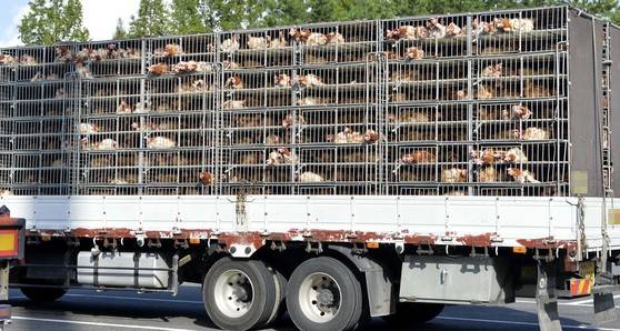 살충제 달걀 논란이 전국으로 일파만파 번지던 2017년 8월, 닭을 가득실은 특럭이 경부고속도로의 한 휴게소에서 잠시 주차돼 있다. 김성태 객원기자