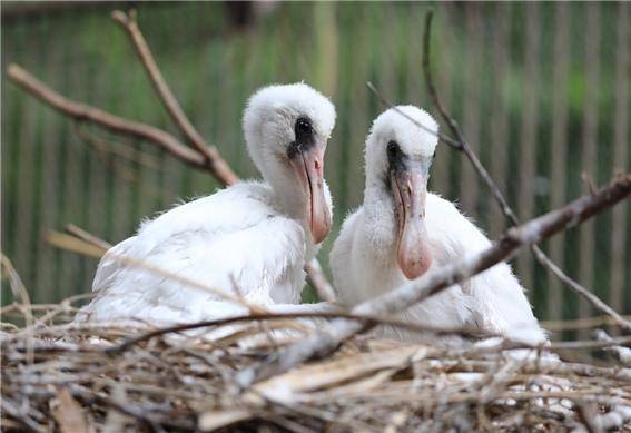 멸종위기 동물인 저어새. [서울대공원 제공]