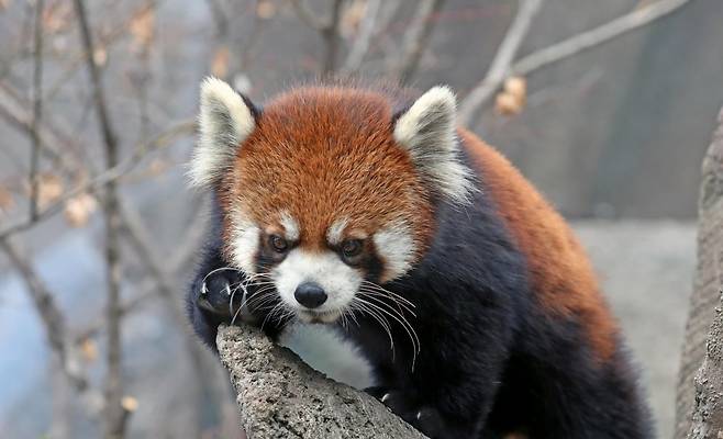 서울동물원에서 가장 인기있는 동물이자 멸종위기 동물인 레서판다[서울동물원 홈페이지 캡처]