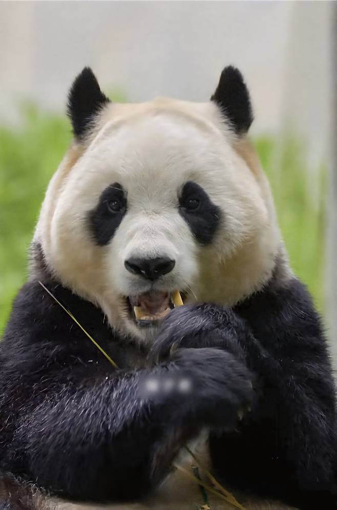 무더위 속에서도 가끔은 방사장으로 나가 관람객들에게 신비로운 자신의 모습을 보여주는 푸바오