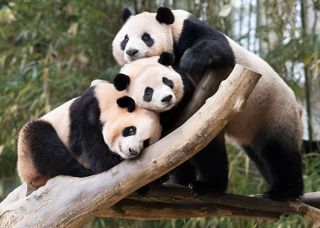 “엄마 오늘따라 기분이 이상해” 홀로서기 훈련 돌입 직전 엄마와 쌍둥이 간 마지막 포즈