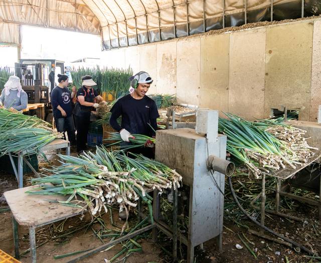 기계로 대파 껍질을 벗기는 1차 가공 후 전량 거래처에 납품하고 있다.