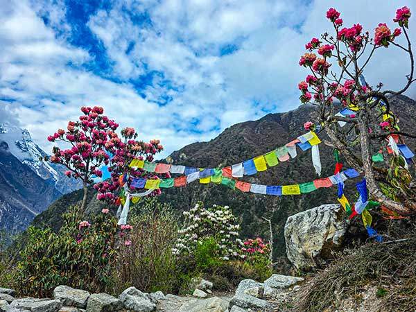 빔탕에서 내려오며 만난 랄리구라스 군락.
