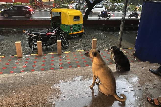 인도 델리의 한 지하철역에 떠돌이 개들이 비를 피해 앉아 있다. 2024.9.13 AP 연합뉴스