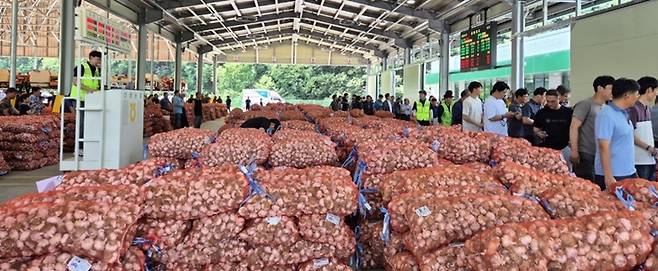 마늘 경매가 진행되고 있는 신녕농협마늘경매집하장 ⓒ영천시