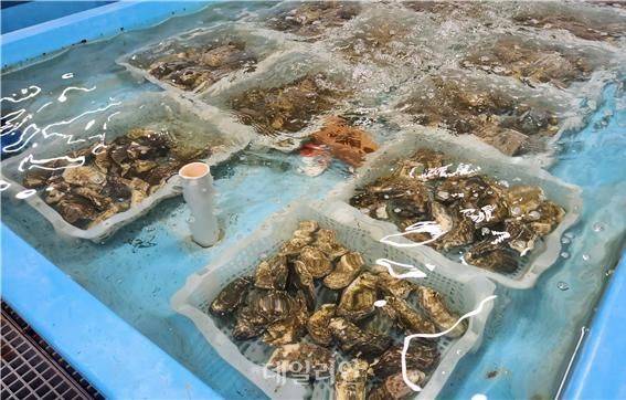 참굴 사진. ⓒ국립수산과학원