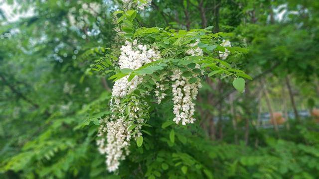 밀원숲에서 흔히 볼 수 있는 흰 꽃을 피운 아까시나무다. 빽빽한 녹음 속에서 늘어진 꽃송이는 꿀 생산에 기여하지만, 단일 수종 위주의 재배는 생물다양성을 저해하며 다른 수분매개자를 소외시킬 수 있다. 경상남도 제공