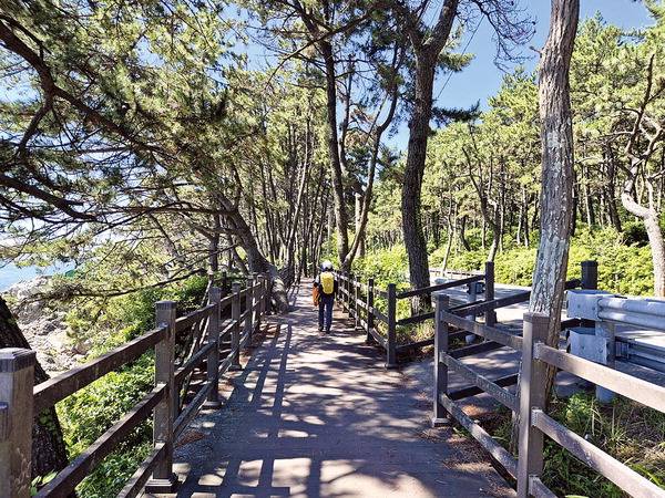 해안가 해송숲의 덱 길.