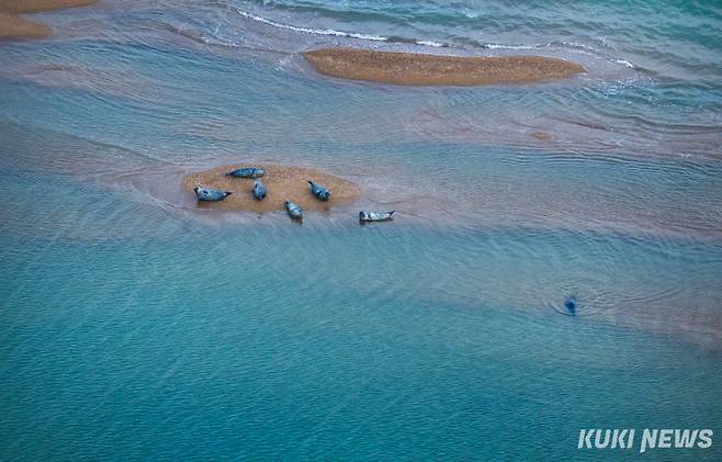 천연기념물 제331호이자 멸종위기 야생생물 Ⅰ급인 ‘점박이물범’이 올해도 충남 서산·태안 가로림만을 찾았다.&nbsp;