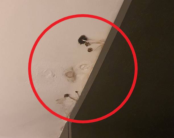 [블라인드 캡처]