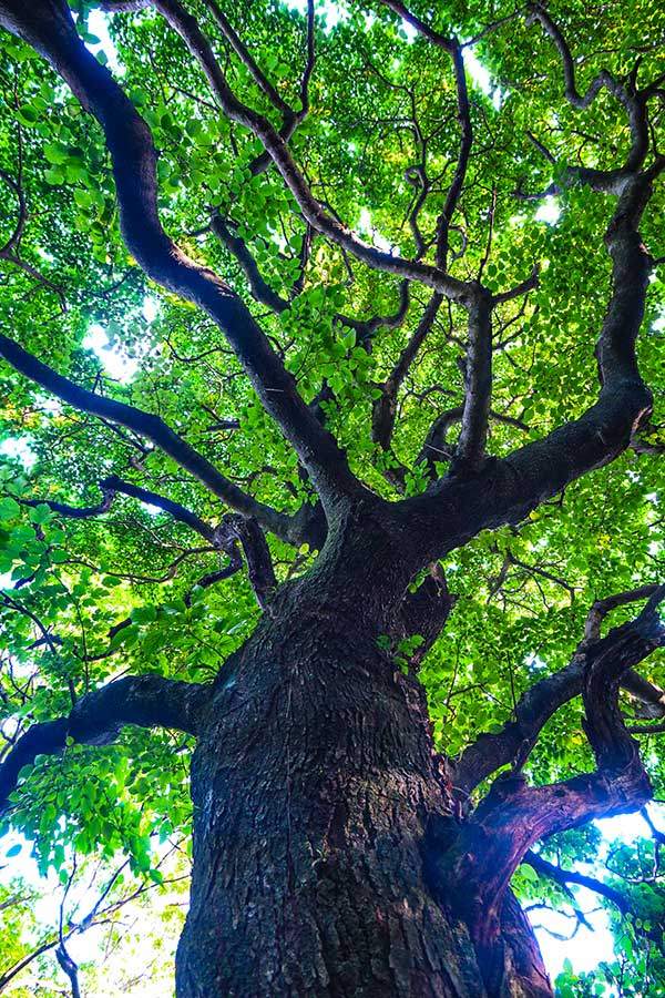 절물조릿대길에서 만나는 고목. 숲의 정령이 깃들어 살 것 같다.