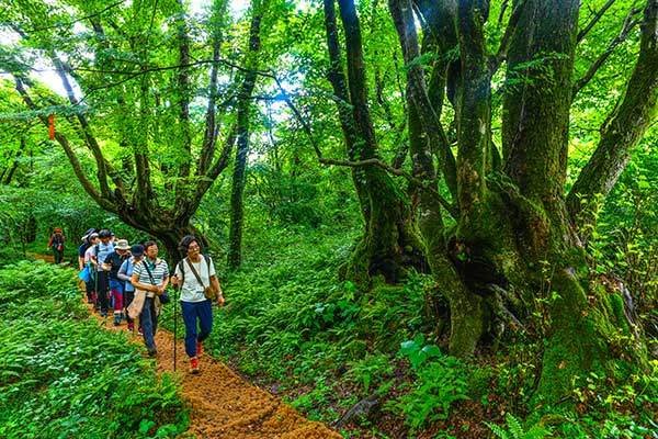 절물조릿대길 주변은 큰 숲이어서 큰 나무가 많다.