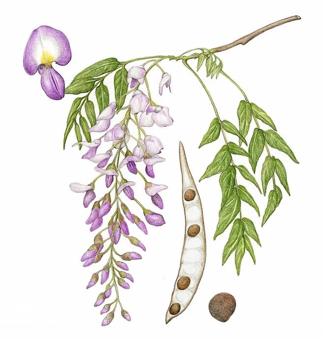 등은 그늘을 만드는 대표적인 덩굴식물로서 학교 운동장, 공공기관에 시설물과 함께 심겨 왔다.