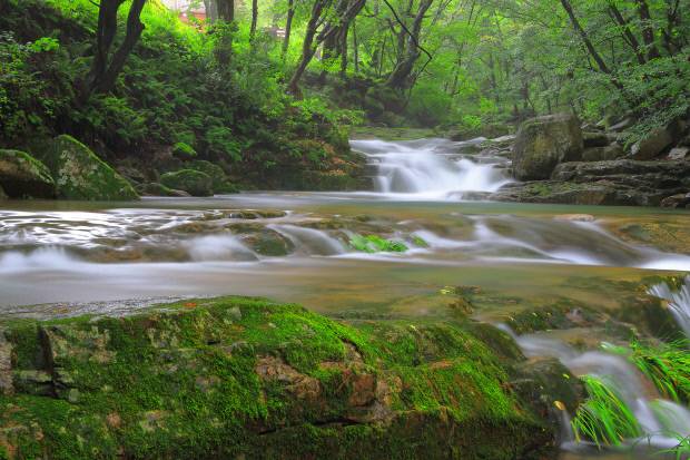 맑고 차가운 계곡물과 울창한 숲, 넓은 반석들이 어우러져 피서객이 찾는 도림사 계곡은 그 자체로 무릉도원이다.    <곡성군 제공>