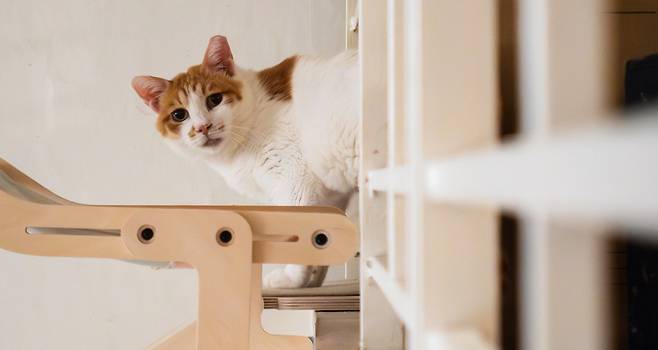 이동학 MBN 영상기자에게 입양된 고양이 ‘꽁꽁이’의 최근 모습. /이동학 제공