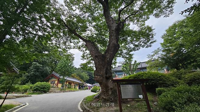 봉선사 입구 느티나무