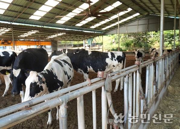 충남 예산군 삽교읍의 한 낙농가. 7월 폭우 당시 심각한 폐사는 면했지만 소들이 유방염·조산·유산 등 각종 후유증에 시달리고 있다.