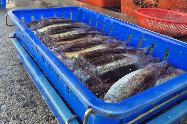 울릉도 오징어 [촬영 손대성]