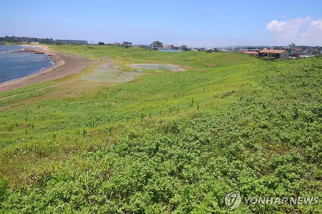 제주 신양 해안사구 전경 [촬영 고성식]