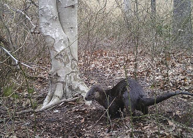 '북아메리카 수달(Lontra canadensis)'이 스미소니언 환경 연구 센터의 숲을 돌아다니고 있다. Calli Wise, Smithsonian Environmental Research Center 제공.