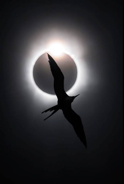 개기일식에 비상하는 바닷새 군함조. Liron Gertsman | Big picture