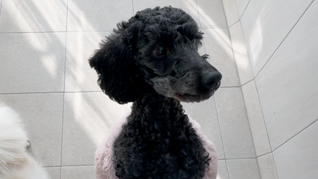 지난해 2월 충남 보령시에 위치한 불법 번식장에서 구조된 개 '리오'의 모습. 동그람이 정진욱