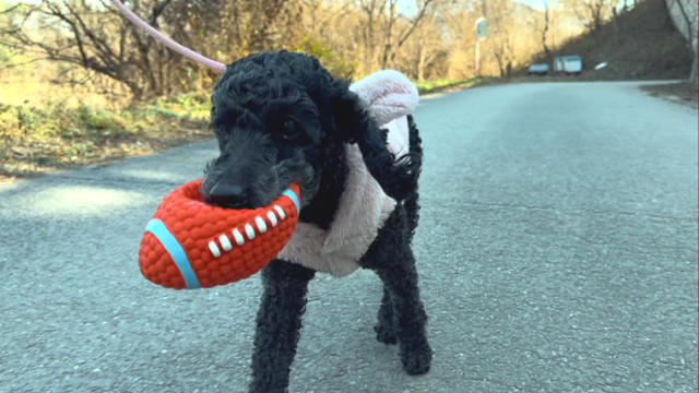 리오는 최애 장난감인 럭비공을 문 채로 산책을 나갈 만큼 애착을 보였다. 동그람이 정진욱