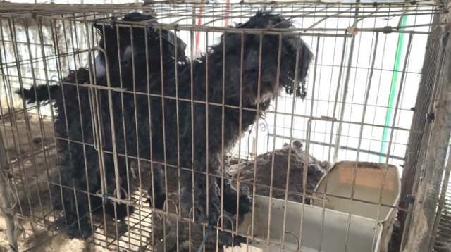 불법 번식장에서 구조될 당시 리오의 모습. 동물자유연대 제공