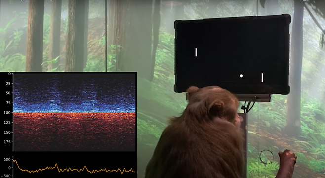 뉴럴링크가 2021년 원숭이를 대상으로 진행한 실험. 뇌에 컴퓨터 칩을 심은 원숭이가 생각만으로 공을 받는 게임을 하고 있다. [사진=뉴럴링크 유튜브 갈무리]
