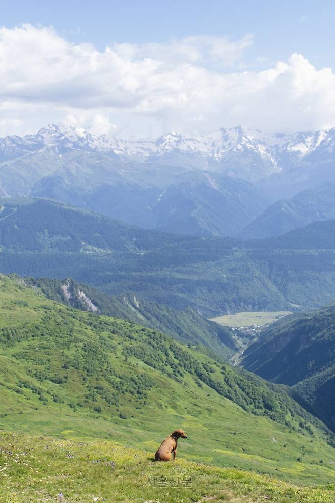 주인을 따라 코룰디 호수까지 올라온 개 한 마리가 코카서스 산맥을 감상하고 있다.