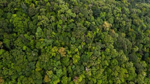 아마존의 열대 우림 지역이 100년 안에 사라질 수 있다는 연구 결과가 나왔다. (사진=클립아트 코리아)