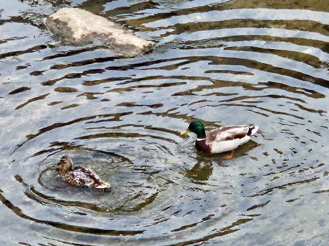 전국 대부분 폭염특보…무더위 속 중북부 약한 비[오늘날씨]=토요일인 오늘(16일) 날씨는 중부지방은 가끔 구름 많겠고, 남부지방과 제주도는 대체로 맑겠다. 기상청은 당분간 기온이 평년(최저 21~24도, 최고 28~32도)과 비슷하거나 조금 높겠다고 예보했다. 당분간 최고체감온도가 33℃ 안팎(남부지방과 제주도 35℃ 안팎)으로 오르면서 매우 무덥겠다. ⓒbnt뉴스: 오늘날씨, 내일날씨, 주간날씨 예보&nbsp;