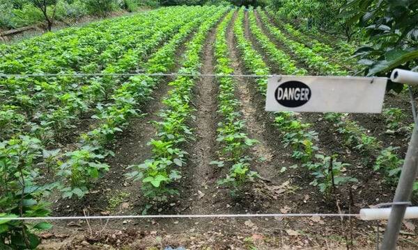 멧돼지, 고라니 등으로부터 농작물 피해를 방지하기 위해 설치한 전기 울타리. 사진은 기사 내용과 관련 없음./연합뉴스