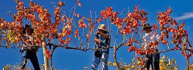 까르미네르 포도를 수확하고 있는 칠레 와이너리의 노동자. 까르미네르는 다른 포도보다 수확 시기를 늦게 잡기 때문에 붉게 물든 나뭇잎이 더 도드라진다.