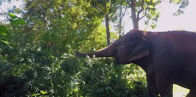 태국 치앙마이 코끼리 생태 공원에서 포착된 풀을 먹고 있는 코끼리.[WWF 제공]