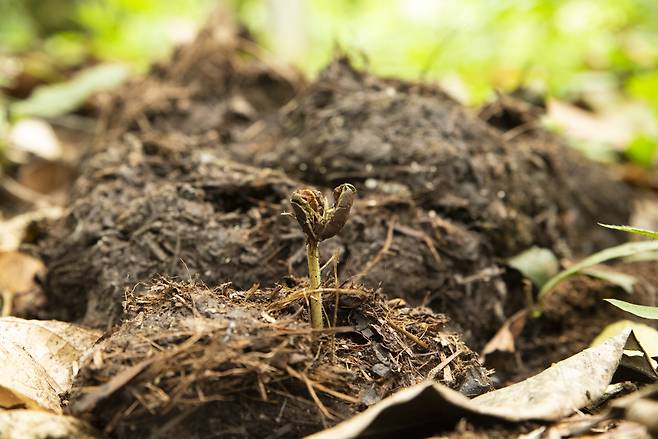 어린 카카오 나무가 코끼리 배설물에서 자라고 있다.[WWF 제공]