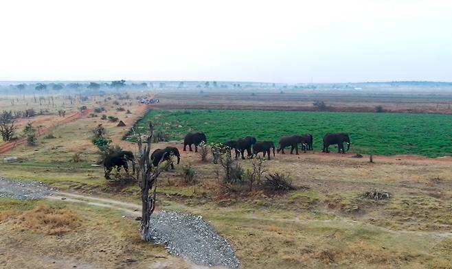 무리를 지어 이동하고 있는 코끼리.[WWF 제공]