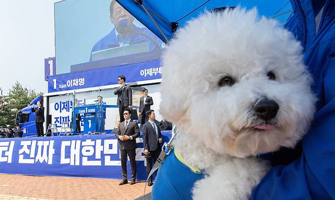 지난 5월 30일&nbsp;이재명 대통령이 대선 후보 시절 서울 춘천시 근화동 춘천역 광장에서 반려견 뭉치가 이 대통령의 발언을 듣고 있다.