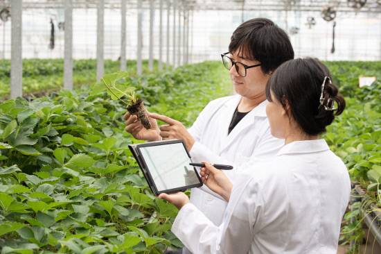 경남도농업기술원 원예연구사들이 딸기 품종 개발 및 연구활동을 하고 있다.사진=경남도농업기술원