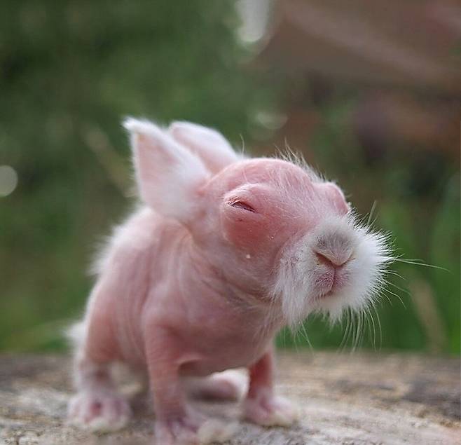 Screenshot_20250817_204928_Instagram.jpg 갓 태어난 토끼