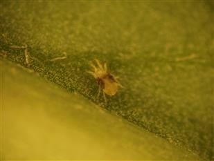 점박이응애. 농촌진흥청