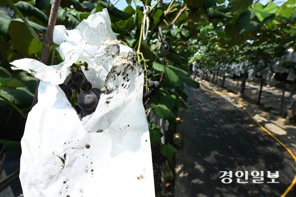 18일 오후 안산시 단원구 대부북동의 한 포도농가에서 농부가 포도의 상태를 살펴보고 있다. 2025.8.18 /최은성기자 ces7198@kyeongin.com