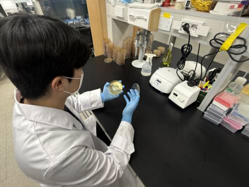 ◇비피도 연구원이 균주 플레이트를 확인하고 있다. 사진=비피도