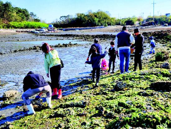 월등도 바닷길이 열리면서 관광객들이 갯벌체험을 하고 있다.