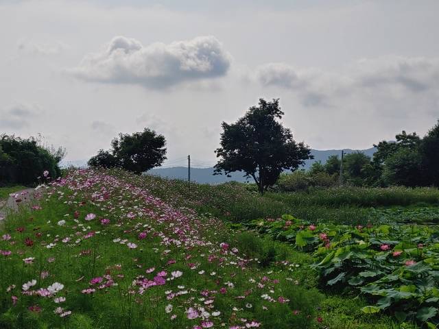 경주 선도산자락에 조성한 김유신 장군의 누이 보희의 이름을 따서 지은 보희연못.