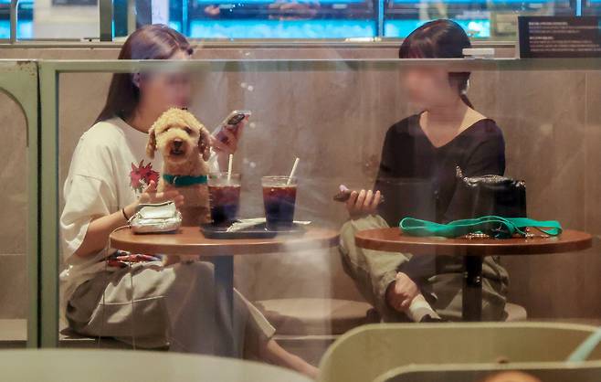 지난 16일 오후 경기 구리시 소재 한 프랜차이즈 카페에서 시민들이 반려견을 동반하고 카페를 이용하고 있다. /박성원 기자