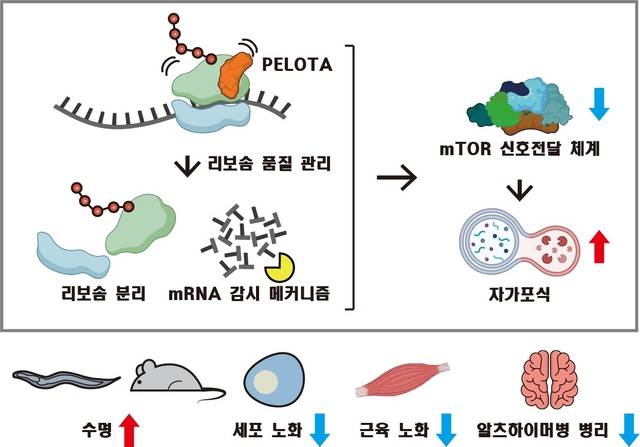 펠로타 단백질의 노화 속도 조절 모식도. KAIST 제공