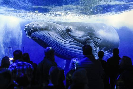 독일의 옛 제철소에서 열린 전시회에 투사된 범고래의 모습. [연합뉴스]