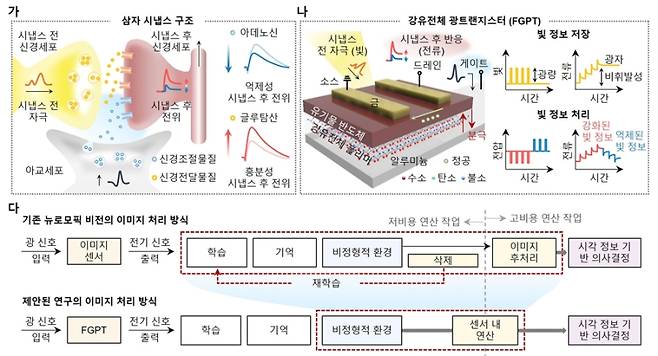 삼단자 시냅스 구조를 모사한 강유전체 광트랜지스터. (가)삼단자 시냅스는 시냅스 전/후 신경세포와 아교세포가 기능적으로 결합된 생물학적 신경구조임. 아교세포에서 분비된 신경조절물질은 시냅스 전/후 신경세포 간의 신경전달물질 농도를 조절하여 기억과 학습 등 고차원 신경 기능에 중요한 역할을 하는 것으로 알려져 있음. (나)강유전체 광트랜지스터는 이러한 삼단자 시냅스의 기능적 역할을 모사하여 개발됨. 게이트 단자로 인가된 전압은 강유전체의 분극 상태를 바꾸어 소스와 드레인 사이에 흐르는 광 전류를 정밀하게 조절해 광 정보의 기억 및 처리를 가능하게 함. (다)강유전체 광트랜스터를 이용한 광 정보의 처리는 센서 내에서 이루어지기 때문에 기존 뉴로모픽 비전의 이미지 처리 방식과 다르게 재학습이 필요하지 않음. 따라서 효율적인 이미지 처리가 가능하기 때문에 자율주행, 로봇과 같은 실시간 시각 정보 처리가 필요한 분야에 응용될 수 있을 것으로 기대됨. 한국연구재단