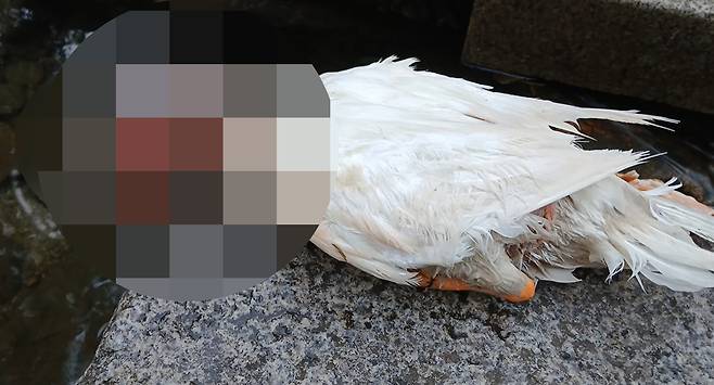 지난해 4월 돌에 맞아 실명 위기에 처했던 안양 삼성천의 오리 ‘이순이’가 지난 16일 새벽 결국 목숨을 잃었다 [유튜브 '오리 엄마']